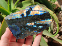 Polished On One Side Labradorite x 6 From Tulear, Madagascar