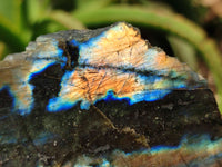 Polished On One Side Labradorite x 6 From Tulear, Madagascar