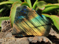 Polished On One Side Labradorite x 6 From Tulear, Madagascar