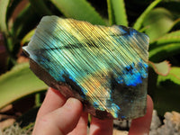 Polished On One Side Labradorite x 6 From Tulear, Madagascar