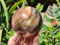 Polished Podocarpus Petrified Wood Spheres x 2 From Mahajanga, Madagascar