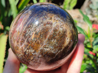 Polished Podocarpus Petrified Wood Spheres x 2 From Mahajanga, Madagascar