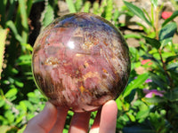 Polished Podocarpus Petrified Wood Spheres x 2 From Mahajanga, Madagascar