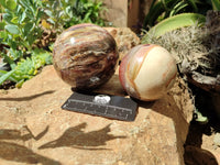 Polished Podocarpus Petrified Wood Spheres x 2 From Mahajanga, Madagascar