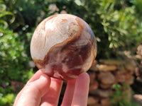 Polished Podocarpus Petrified Wood Spheres x 2 From Mahajanga, Madagascar