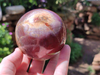 Polished Podocarpus Petrified Wood Spheres x 2 From Mahajanga, Madagascar