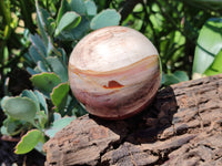 Polished Podocarpus Petrified Wood Spheres x 2 From Mahajanga, Madagascar