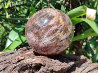 Polished Podocarpus Petrified Wood Spheres x 2 From Mahajanga, Madagascar