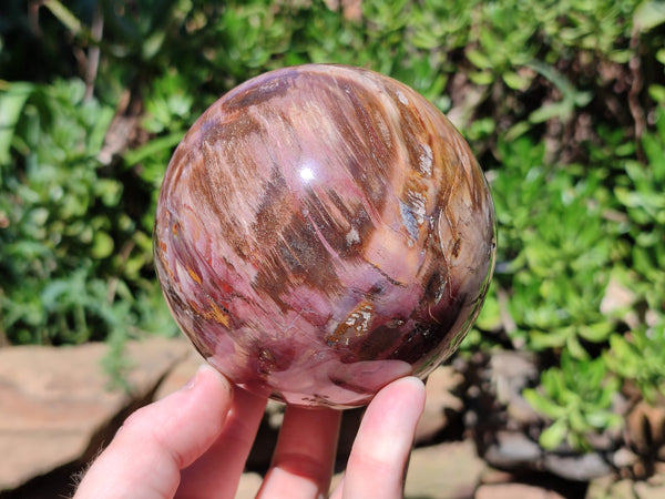 Polished Podocarpus Petrified Wood Spheres x 2 From Mahajanga, Madagascar