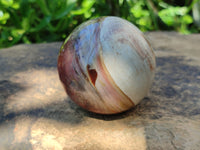 Polished Podocarpus Petrified Wood Spheres x 2 From Mahajanga, Madagascar