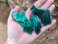 Polished Flower Banded Malachite Slices x 12 From Congo