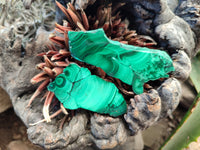 Polished Flower Banded Malachite Slices x 12 From Congo