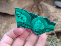 Polished Flower Banded Malachite Slices x 12 From Congo