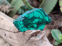 Polished Flower Banded Malachite Slices x 12 From Congo