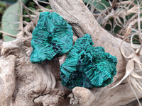 Natural Silky Malachite Specimens x 12 From Kasompe, Congo