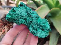 Natural Silky Malachite Specimens x 12 From Kasompe, Congo