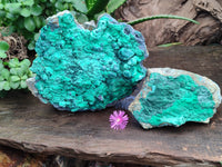 Natural Botryoidal Malachite Specimens x 2 From Tenke Fungurume, Congo