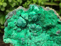 Natural Botryoidal Malachite Specimens x 2 From Tenke Fungurume, Congo