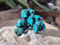 Natural Dioptase On Dolomite Specimens x 6 From Likasi, Congo