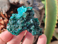 Natural Dioptase On Dolomite Specimens x 6 From Likasi, Congo