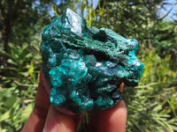 Natural Dioptase On Dolomite Specimens x 6 From Likasi, Congo