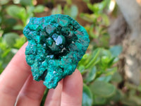 Natural Dioptase On Dolomite Specimens x 6 From Likasi, Congo