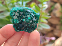 Natural Dioptase On Dolomite Specimens x 6 From Likasi, Congo