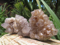 Natural Cactus Flower Spirit Quartz Clusters x 6 From Boekenhouthoek, South Africa