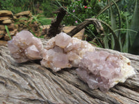 Natural Cactus Flower Spirit Quartz Clusters x 6 From Boekenhouthoek, South Africa