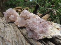 Natural Cactus Flower Spirit Quartz Clusters x 6 From Boekenhouthoek, South Africa