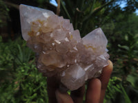 Natural Cactus Flower Spirit Quartz Clusters x 6 From Boekenhouthoek, South Africa