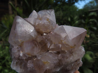 Natural Cactus Flower Spirit Quartz Clusters x 6 From Boekenhouthoek, South Africa