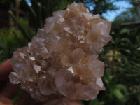 Natural Cactus Flower Spirit Quartz Clusters x 6 From Boekenhouthoek, South Africa