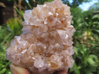 Natural Cactus Flower Spirit Quartz Clusters x 6 From Boekenhouthoek, South Africa