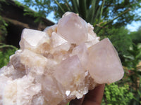 Natural Cactus Flower Spirit Quartz Clusters x 6 From Boekenhouthoek, South Africa