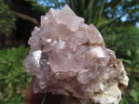 Natural Cactus Flower Spirit Quartz Clusters x 6 From Boekenhouthoek, South Africa