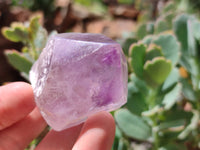 Natural Jacaranda Amethyst Crystals x 12 From Zambia