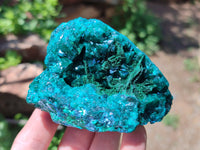 Natural Dioptase On Dolomite Specimens x 2 From Likasi, Congo