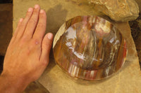 Polished Podocarpus Petrified Wood Bowl x 1 From Mahajanga, Madagascar