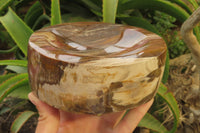 Polished Podocarpus Petrified Wood Bowl x 1 From Mahajanga, Madagascar