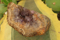 Natural Zululand Amethyst Geodes x 6 from Jozini, South Africa