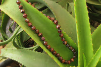 Polished Red Tigers Eye Faceted Beaded Necklace - Sold Per Item - From South Africa