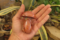 Polished Polychrome Jasper Mushrooms x 6 From Madagascar