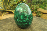 Polished Flower Banded Malachite Gemstone Egg x 1 From Congo