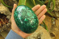 Polished Flower Banded Malachite Gemstone Egg x 1 From Congo