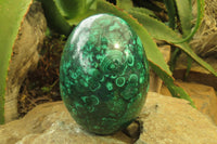 Polished Flower Banded Malachite Gemstone Egg x 1 From Congo