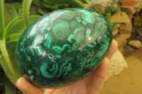 Polished Flower Banded Malachite Gemstone Egg x 1 From Congo