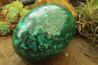 Polished Flower Banded Malachite Gemstone Egg x 1 From Congo