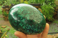 Polished Flower Banded Malachite Gemstone Egg x 1 From Congo