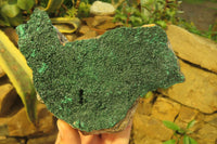 Natural Botryoidal Malachite Specimen x 1 From Tenke Fungurume, Congo